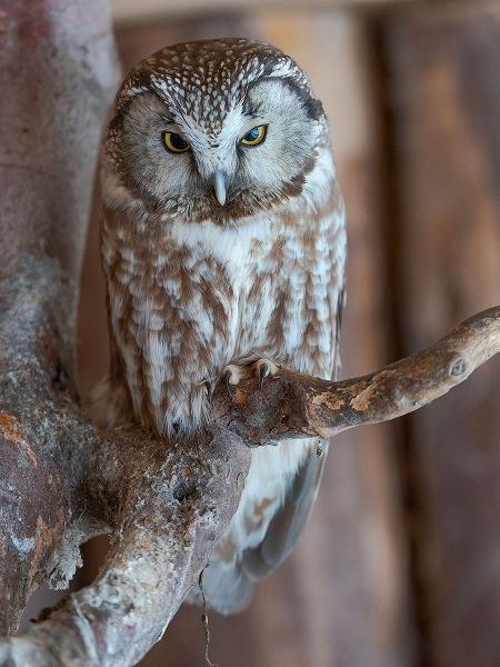 Boreal owl (Aegolius funereus) Enclosure area of the National Park Bavarian Forest